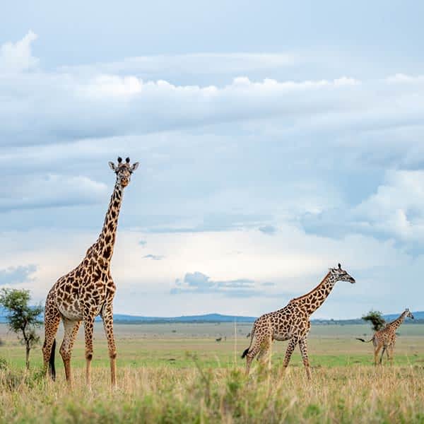 Serengeti